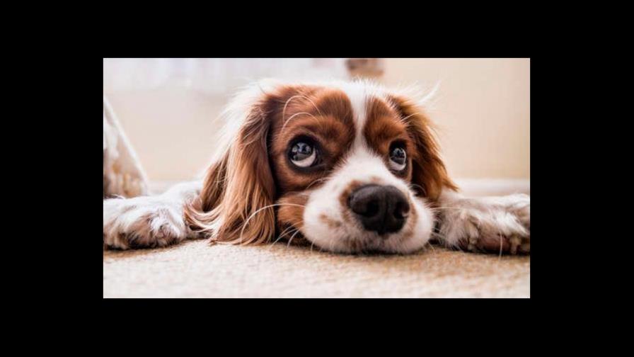 ¿Cómo se si a mi perro le duele algo? ¿Cómo se si a mi perro le duele algo?