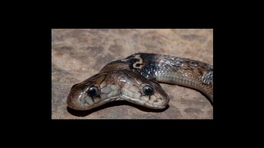 Aparece una cobra de dos cabezas en la India