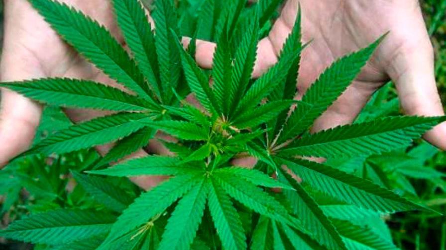 Supremo de Florida (EEUU) frena iniciativa a favor de la marihuana recreativa