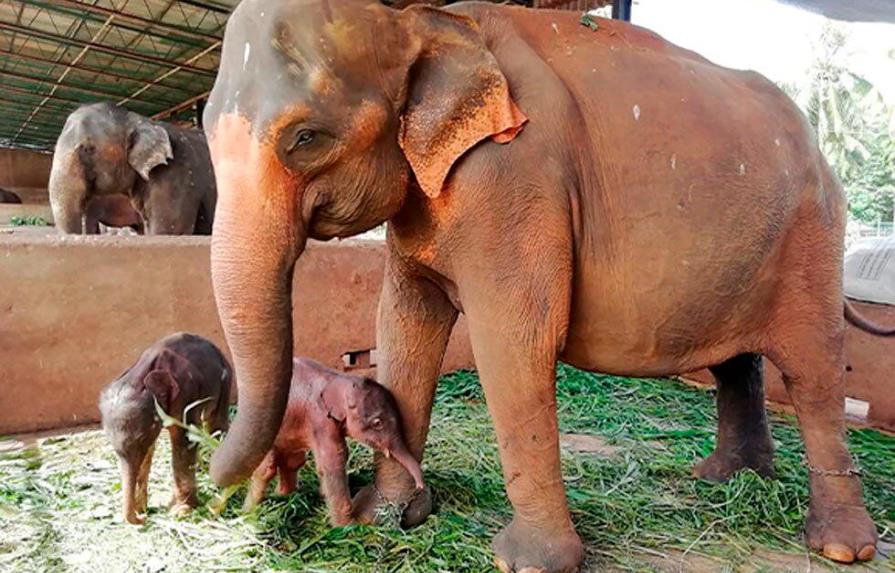 Nacen elefantes gemelos por primera vez en 80 años