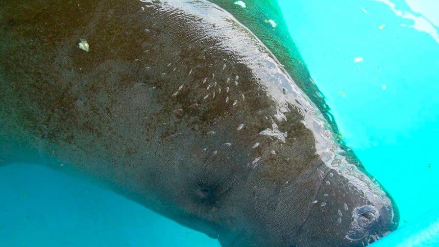 Alarma por la muerte en Puerto Rico de 2 manatíes, especie en peligro de extinción