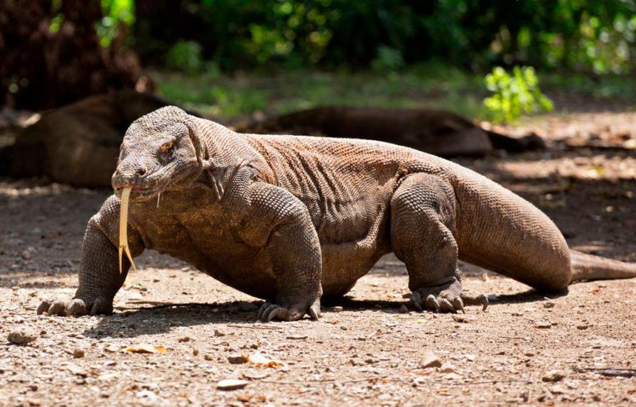 El dragón de Komodo, el mayor lagarto del planeta, “en peligro” de extinción 