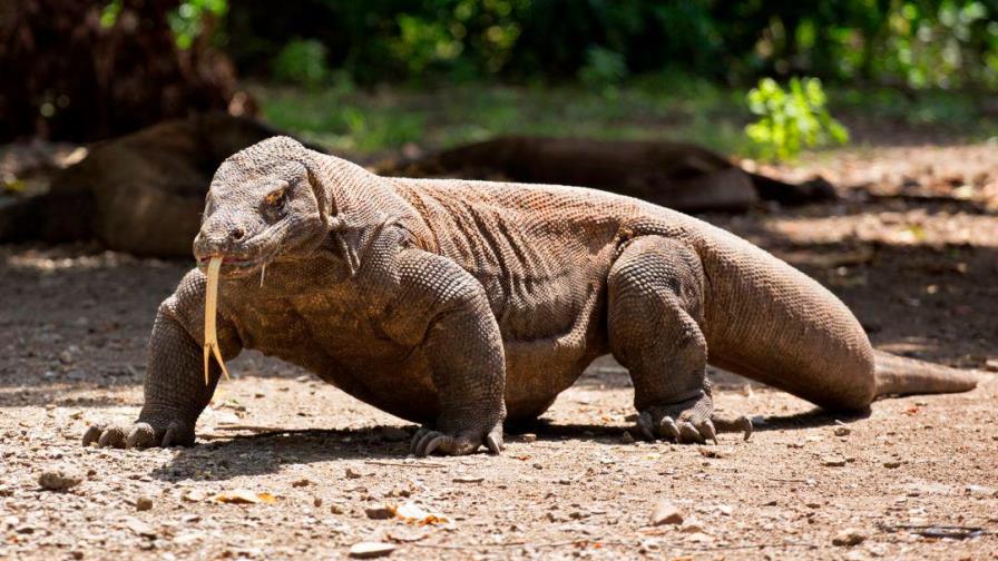 El dragón de Komodo, el mayor lagarto del planeta, “en peligro” de extinción El dragón de Komodo, el mayor lagarto del planeta, “en peligro” de extinción