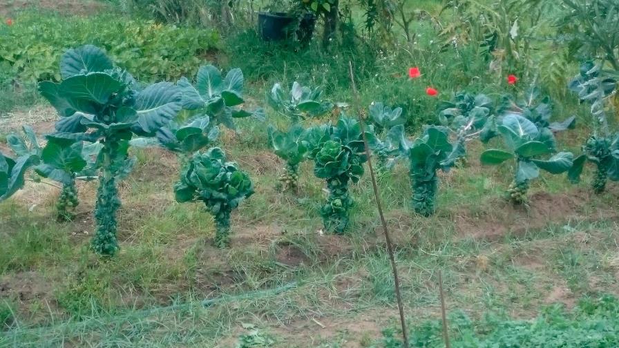 Bruselas se transforma en “ciudad comestible” gracias a un proyecto ciudadano