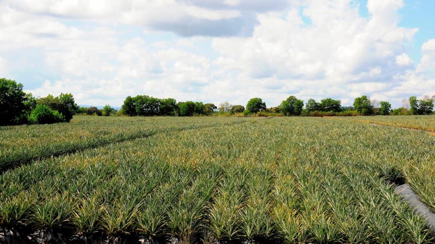 Empresa instala planta de  piñas orgánicas en Monte Plata