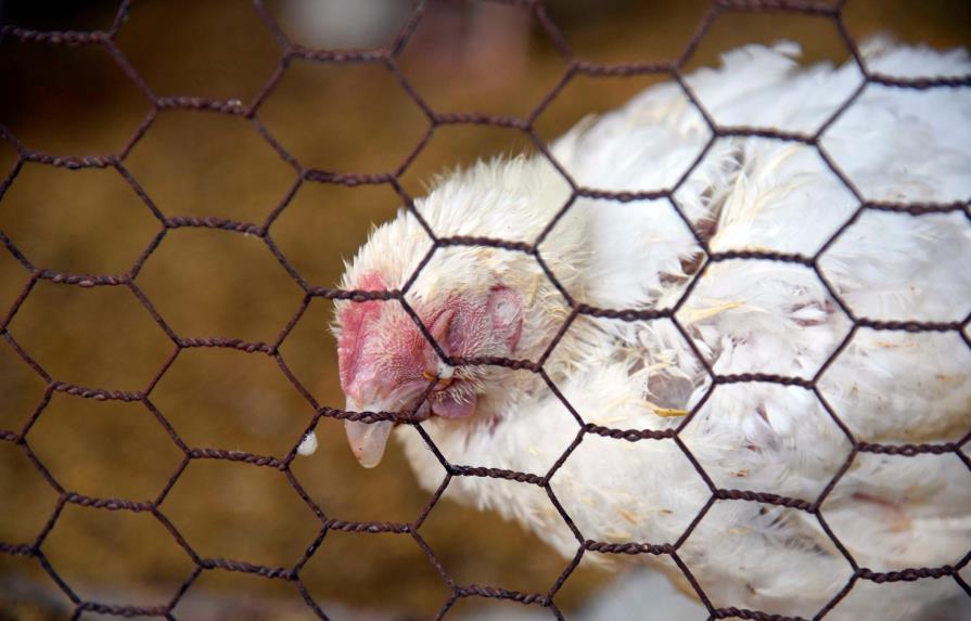 Mueren decenas de miles de pollos y gallinas ponedoras en el campo dominicano