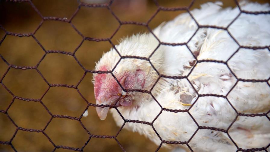 Mueren decenas de miles de pollos y gallinas ponedoras en el campo dominicano