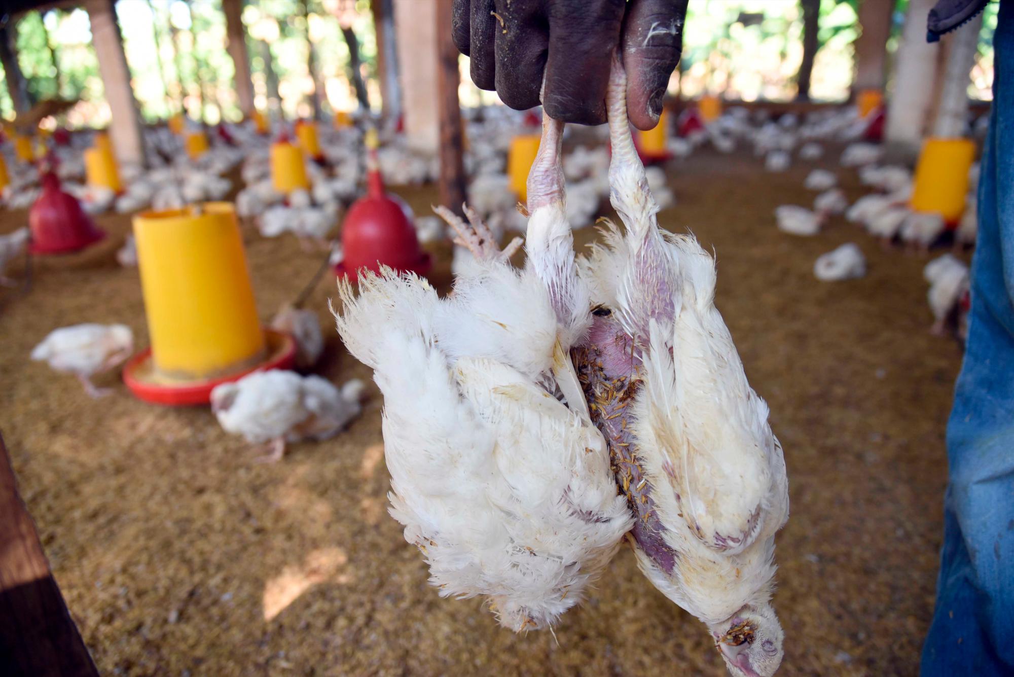 Varios productores se ven afectados por la enfermedad.