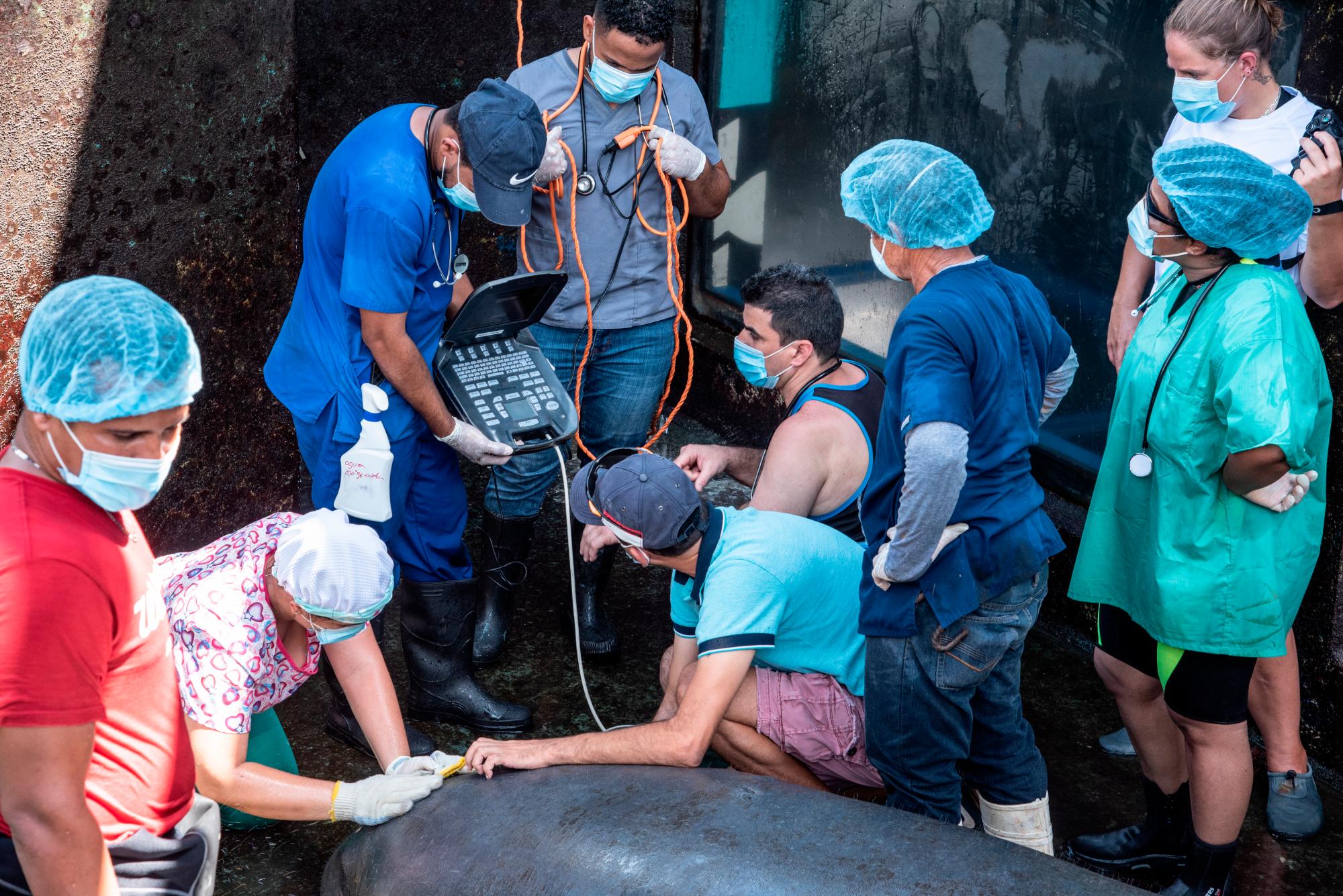 Veterinarios practican una sonografía a Juana.