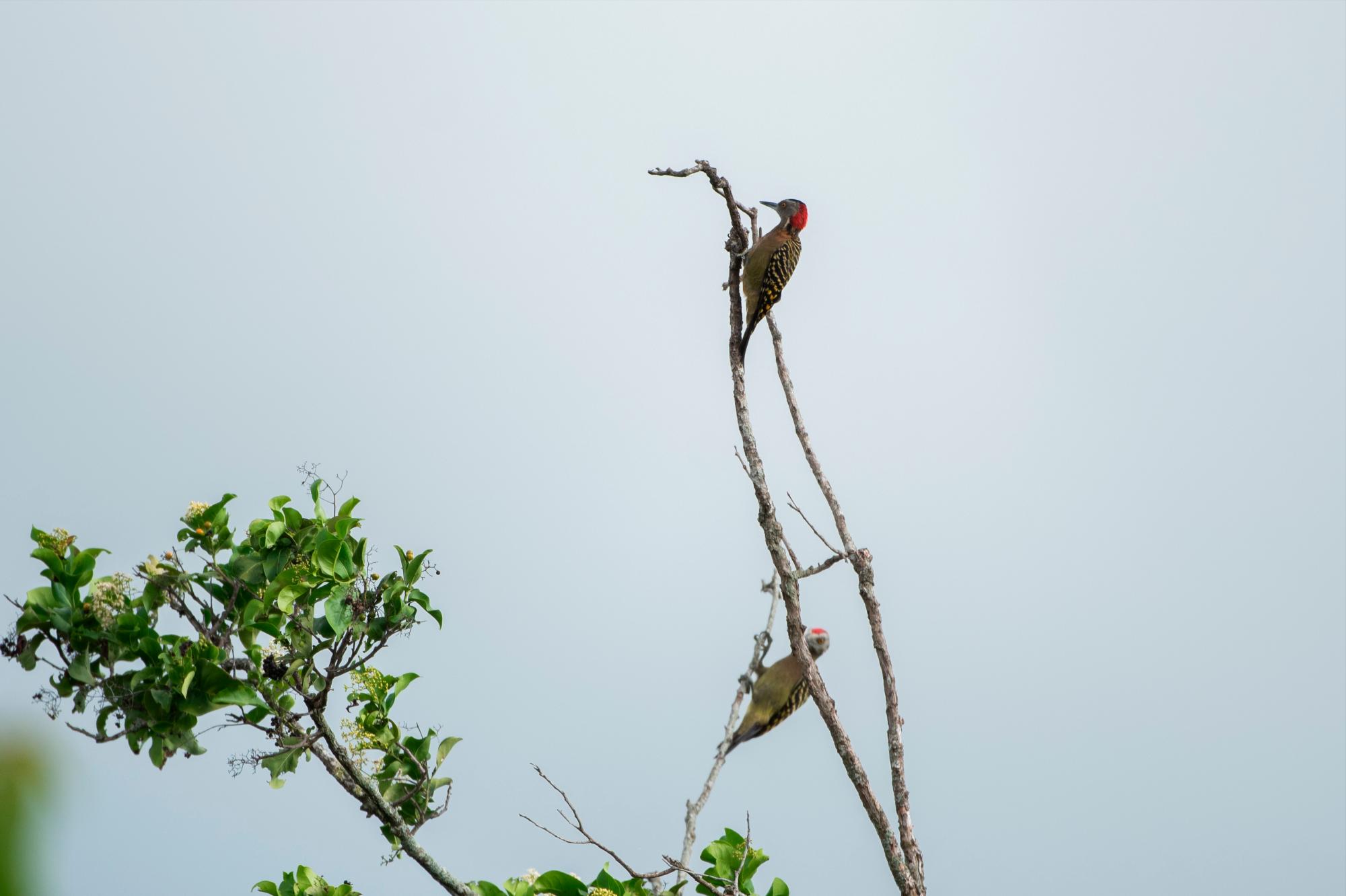 Carpinteros, Melanerpes striatus.