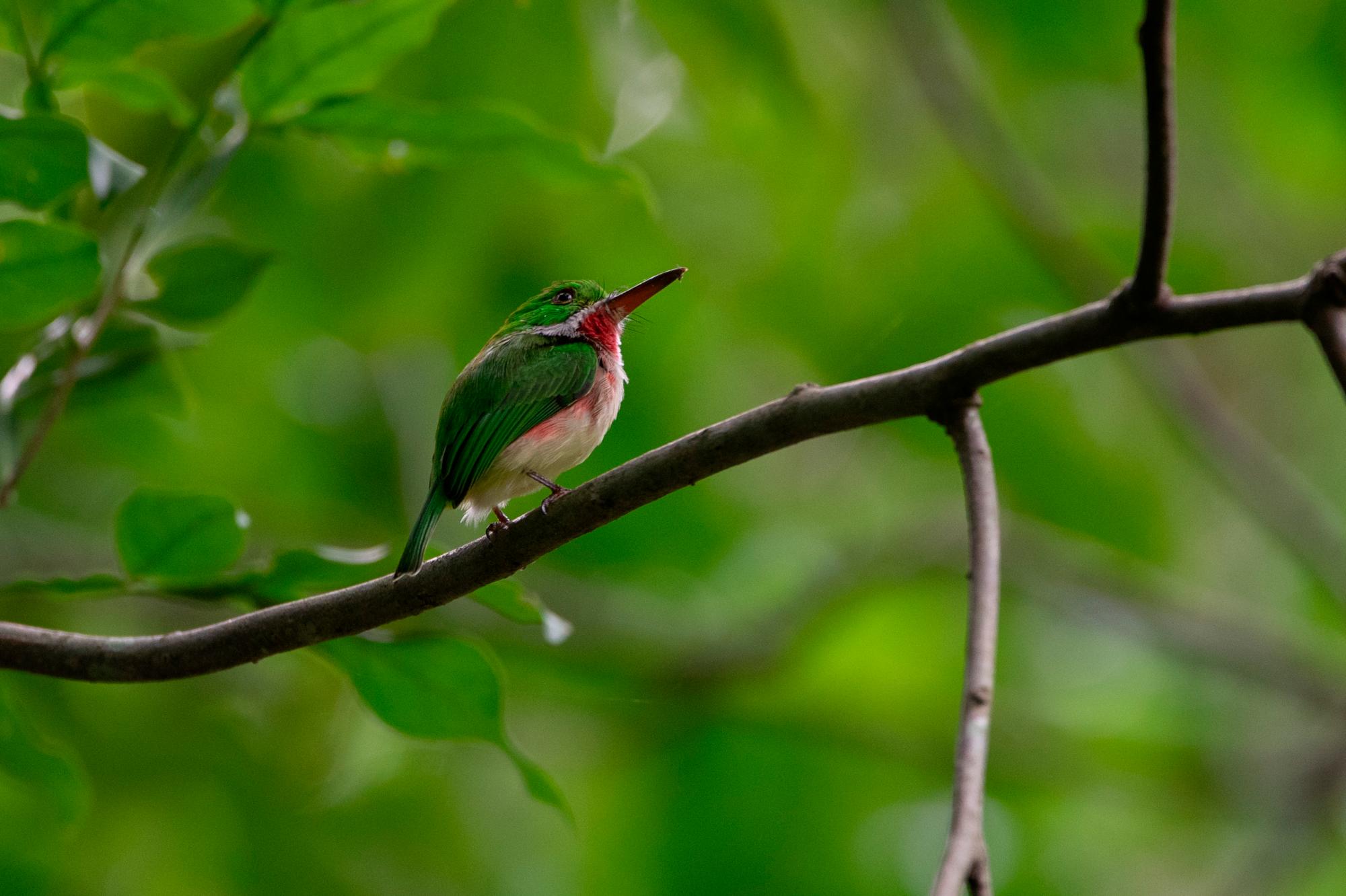 Barrancolí, Todus subulatus.