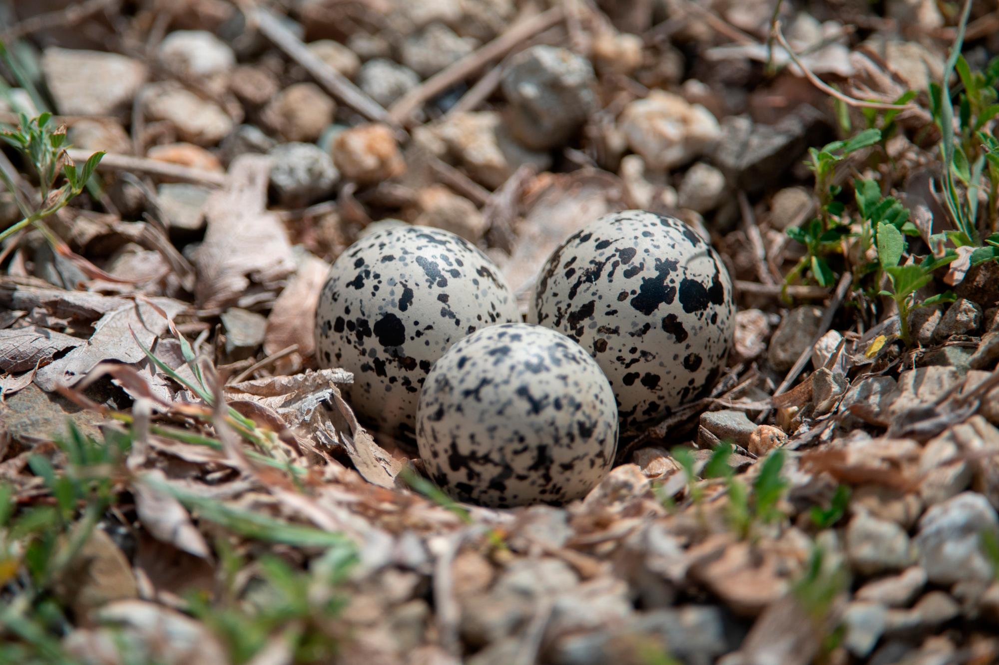 Huevos de tiíto, Charadrius vociferus.