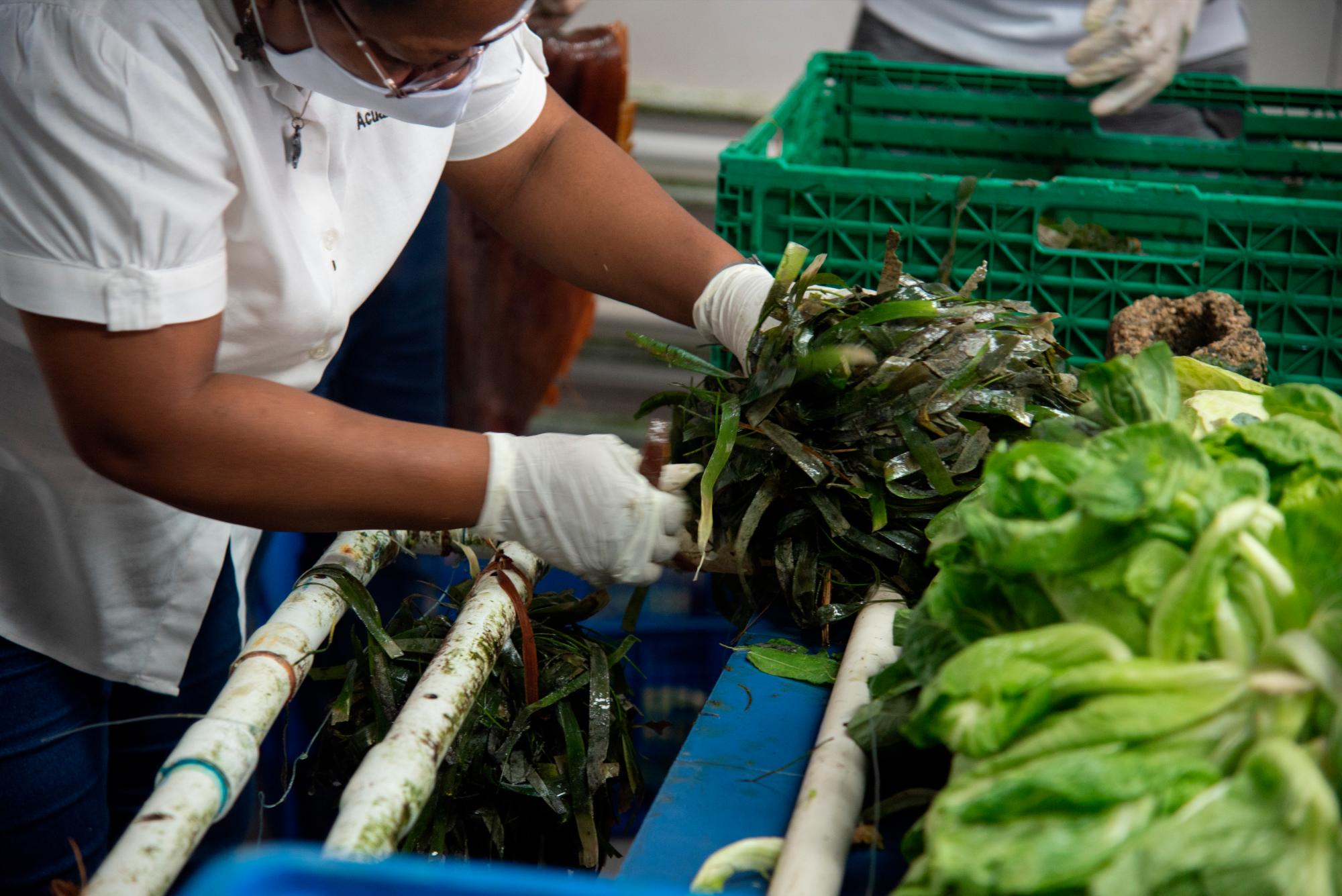 Armazón de tubos donde se amarra el alimento.