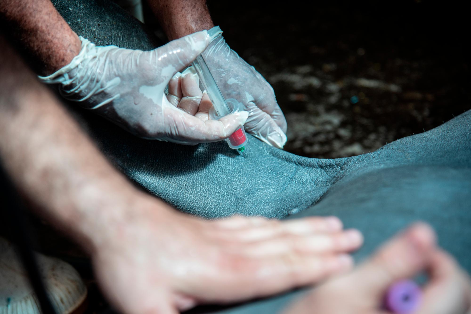 Veterinarios toman muestras de sangre a Pepe.