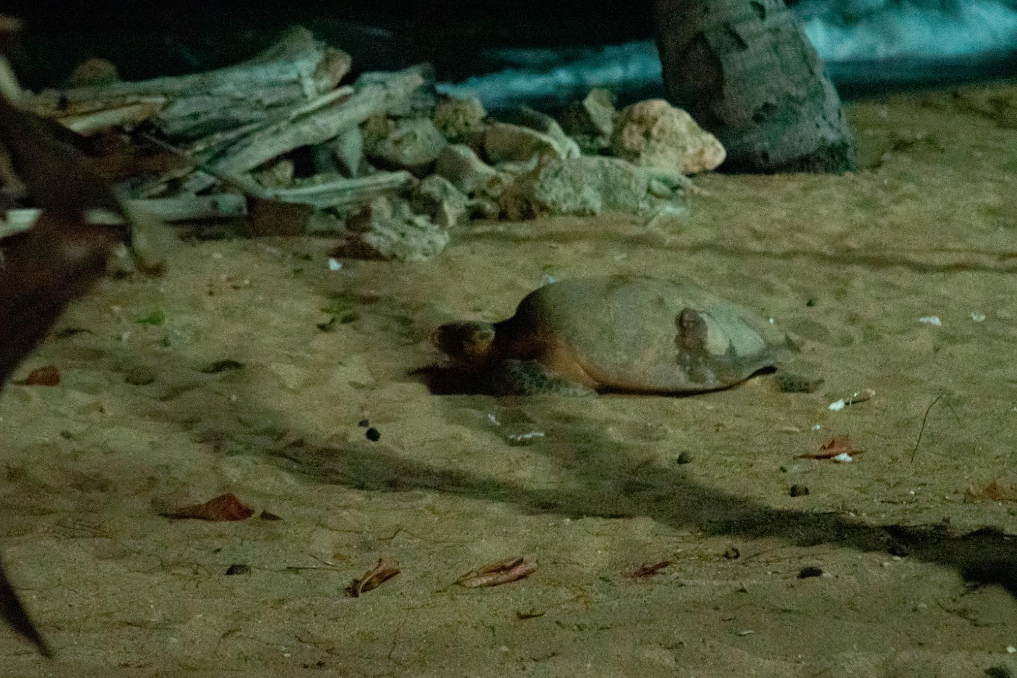 Güiby trató de anidar durante dos horas.