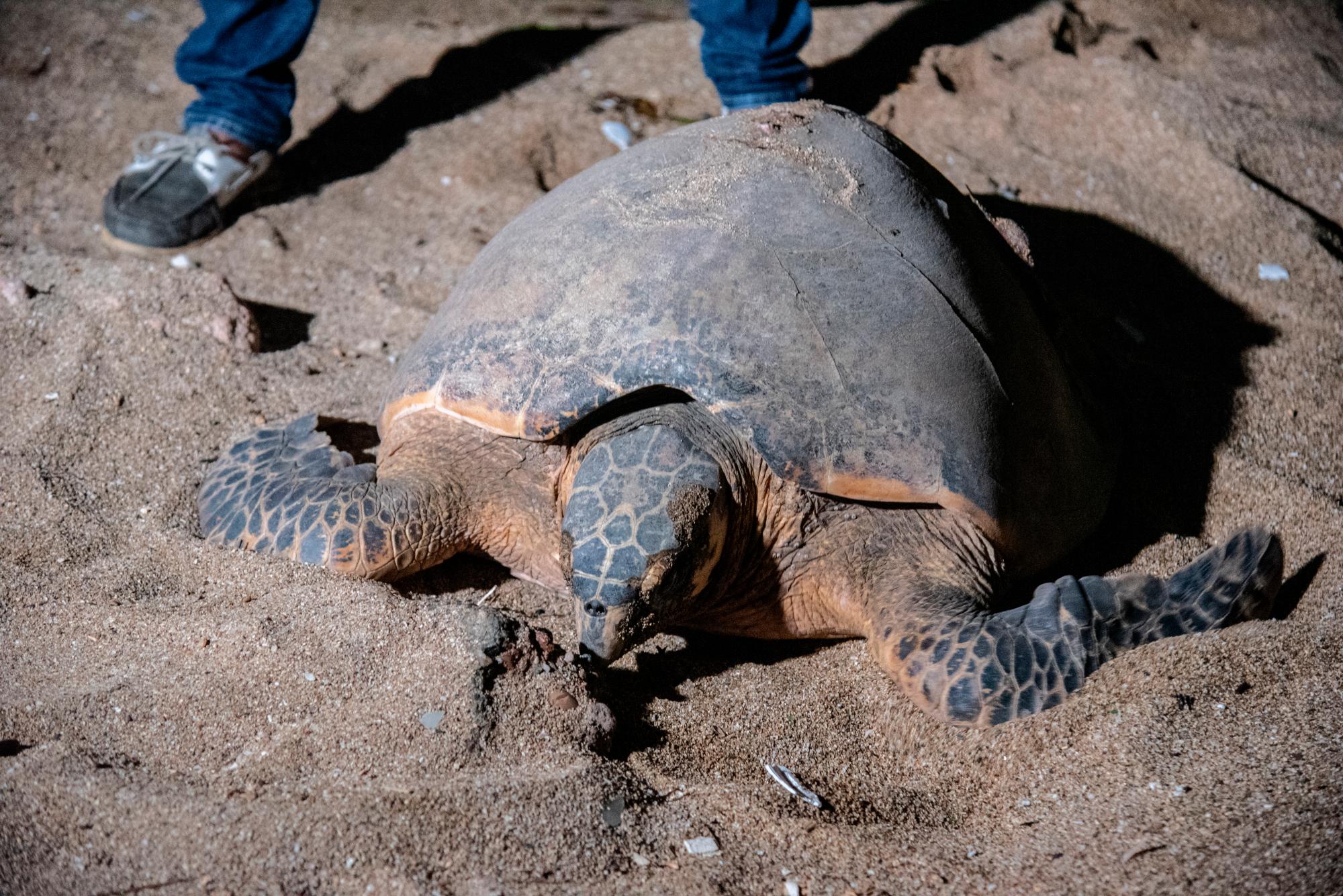 Güiby momentos antes de regresar al mar sin poder anidar.