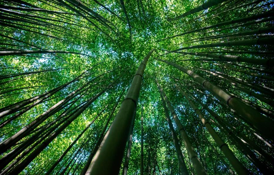 El bambú, una alternativa sostenible