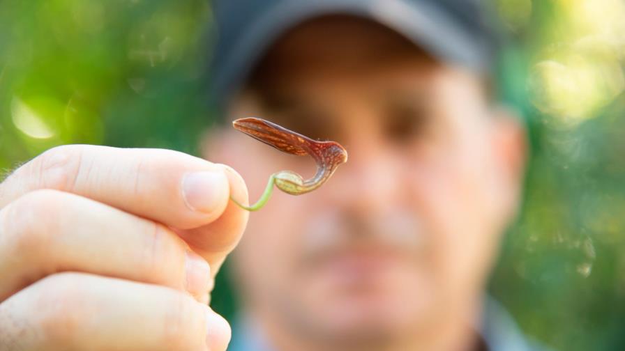 Fotógrafo dominicano descubre especies de flores de la isla nuevas para la ciencia Fotógrafo dominicano descubre especies de flores de la isla nuevas para la ciencia
