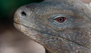 De comer iguanas a salvar su hábitat y protegerlas