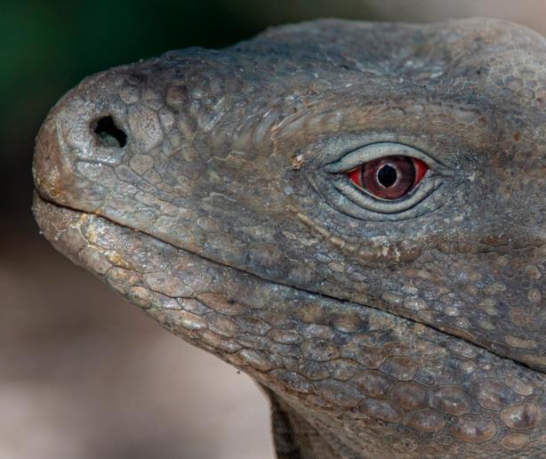 De comer iguanas a salvar su hábitat y protegerlas