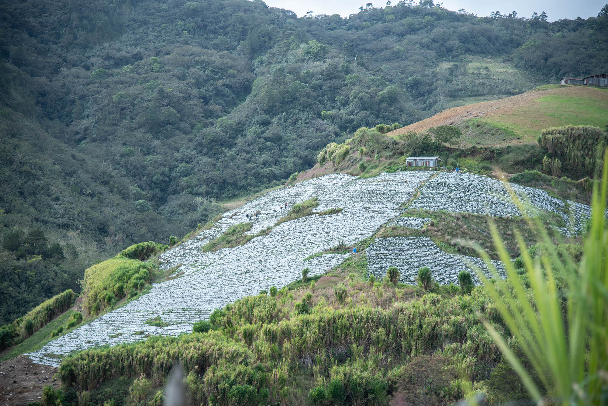 Plantaciones de fresa en las inmediaciones del Parque Valle Nuevo.