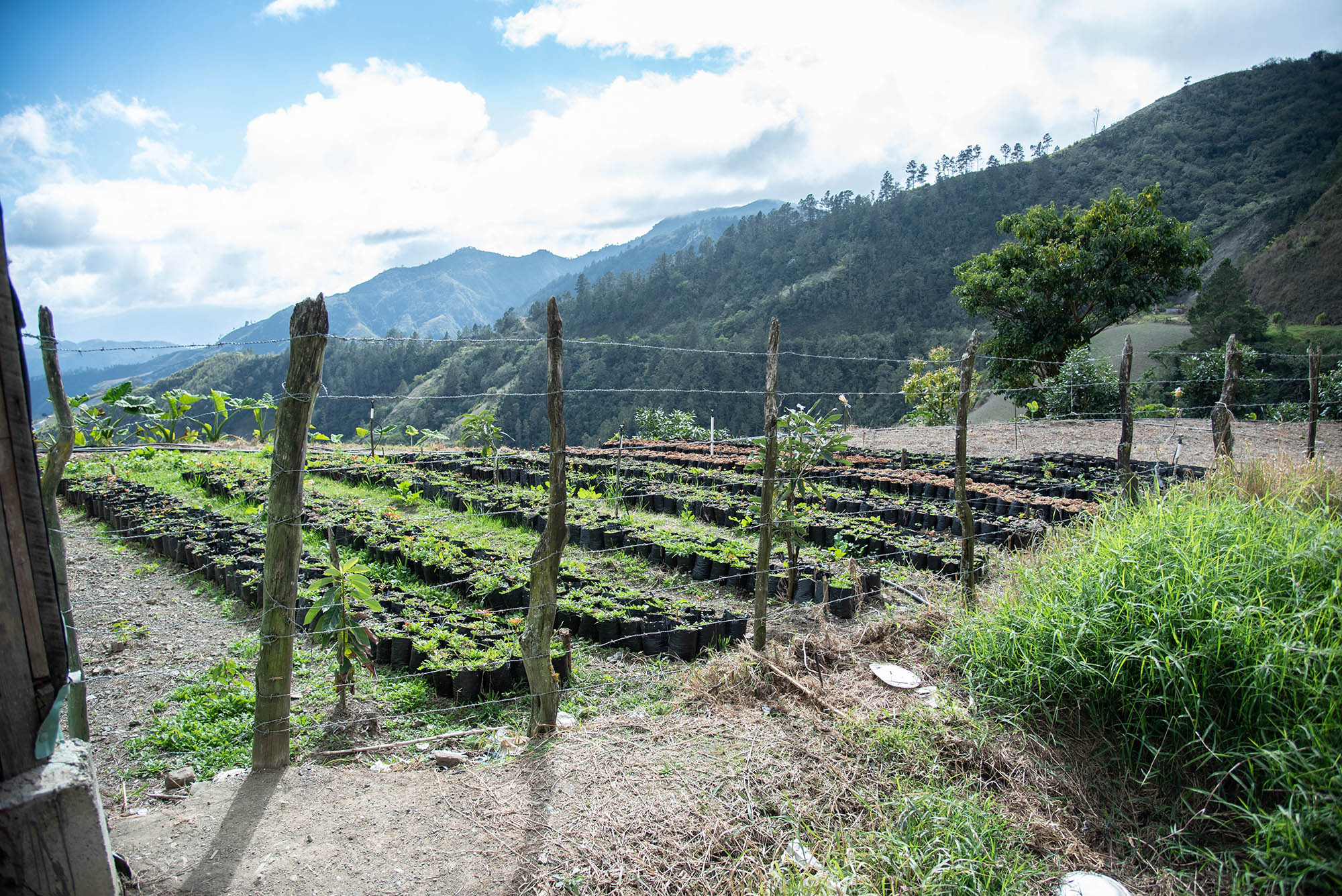 Vivero con plantas de aguacates en la Nuez.