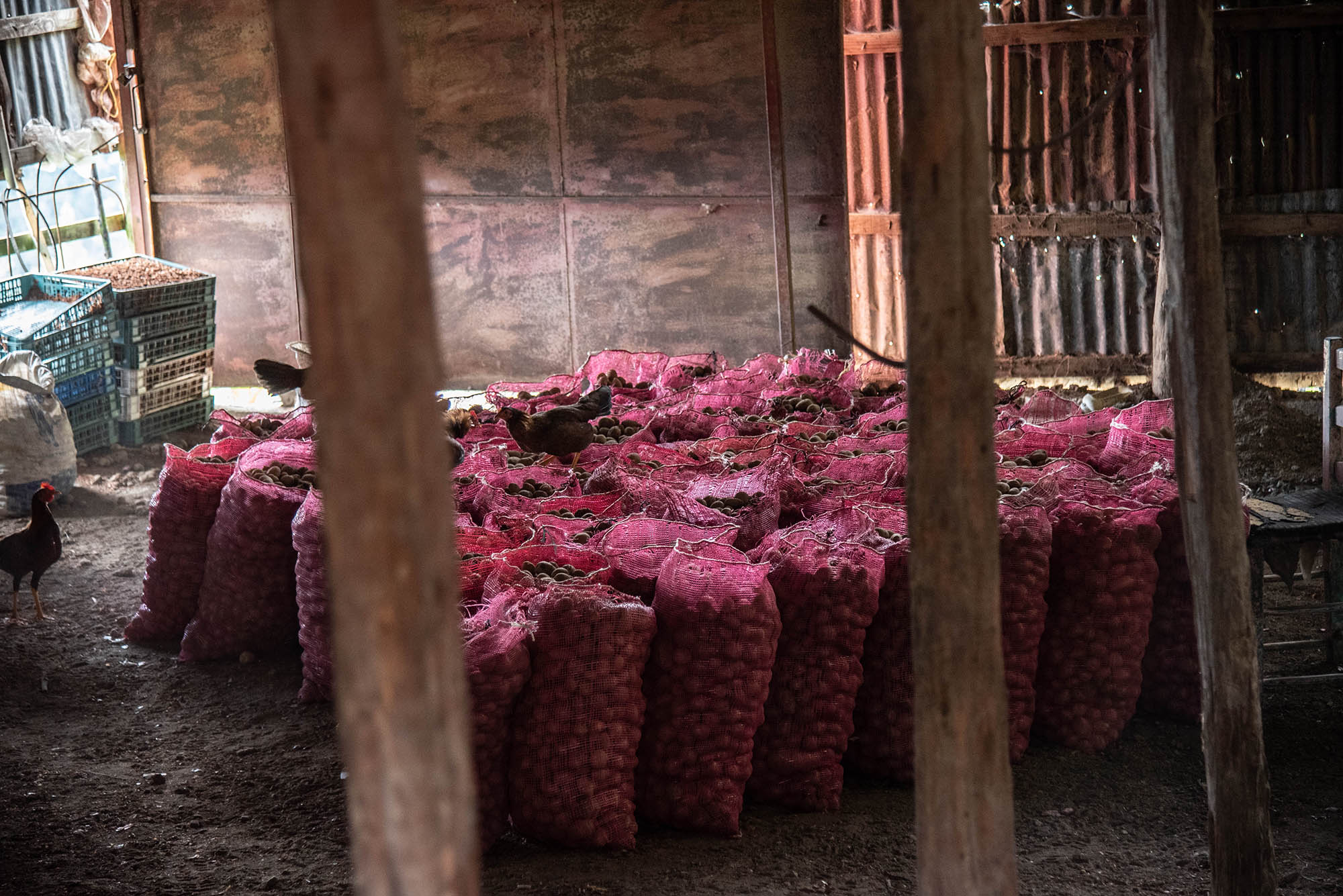 Sacos de cebolla almacenados en un rancho ubicado en La Nuez, Valle Nuevo. 