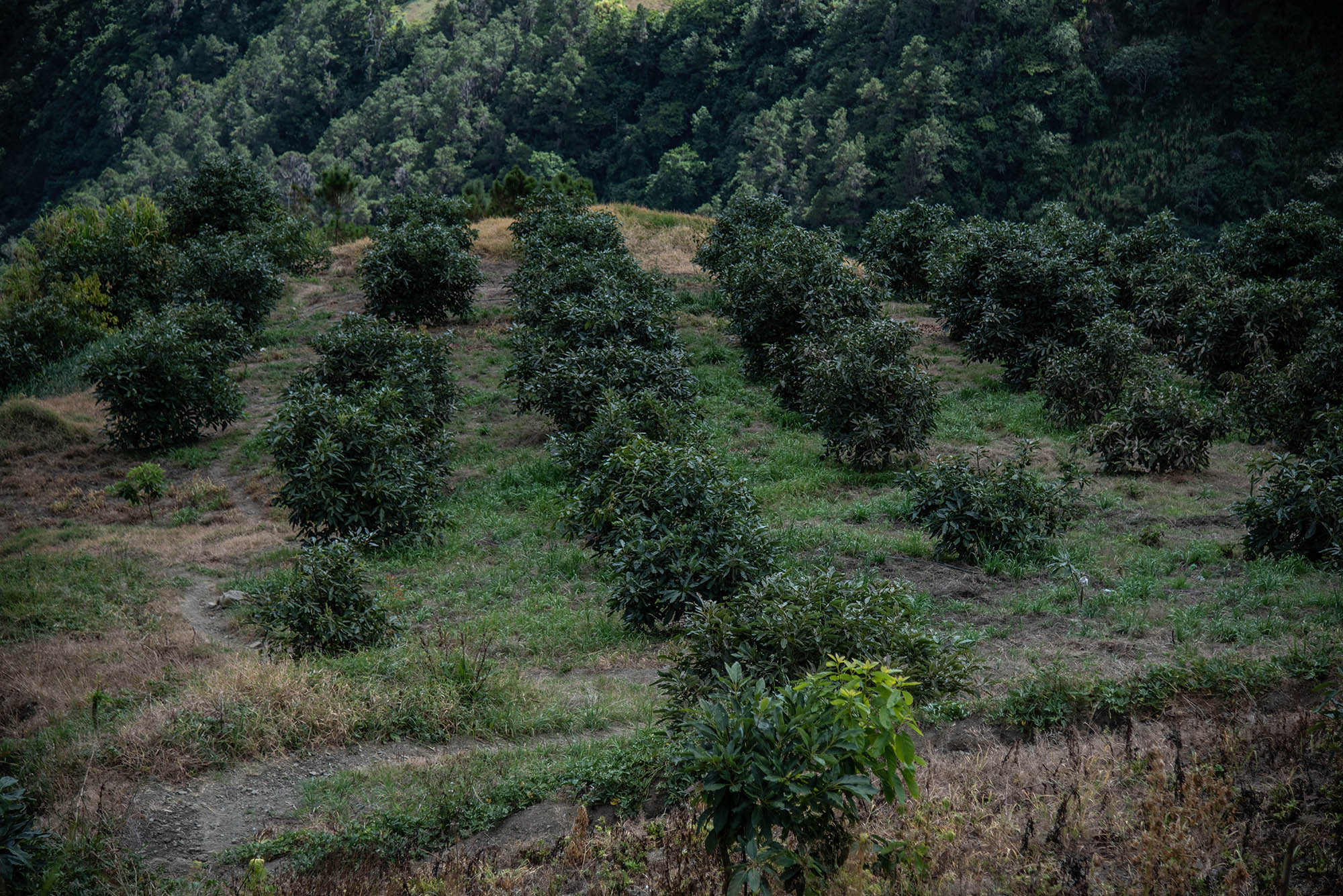 Plantaciones de Aguacates dentro del Parque Nacional Valle Nuevo.