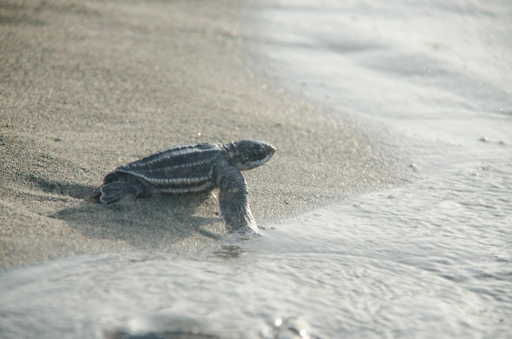 Una recién nacida camina hacia la playa luego de 60 días de incubación.