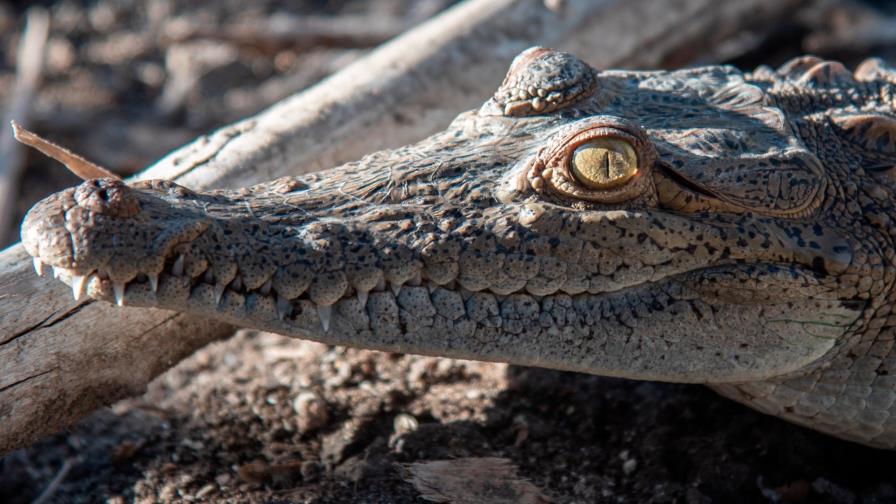 La sorprendente vida silvestre y paisaje del lago Enriquillo