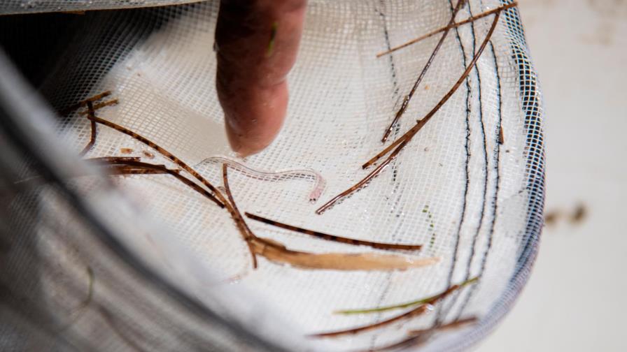 Cuatro personas heridas durante disputa por pesca de angulas en Sosúa