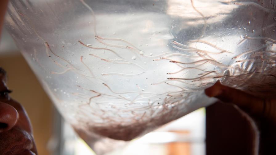 Nuevo Director de CODOPESCA denuncia: “No encontramos nada”