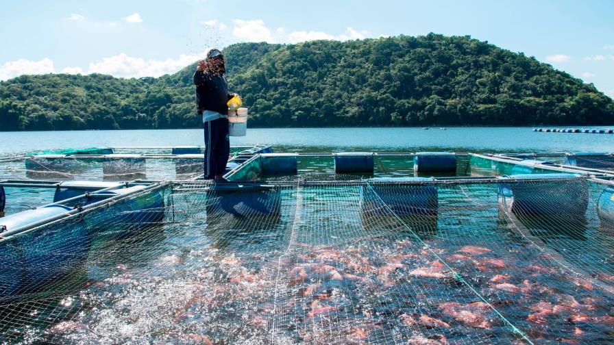 Jaulas de tilapias en el idílico embalse de Hatillo sustentan familias de la zona 