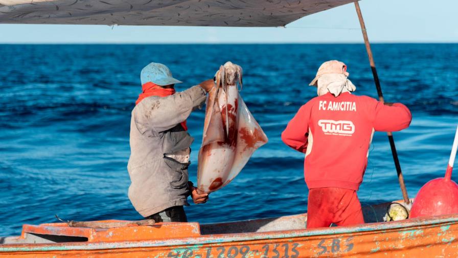 Pescadores y biólogos juntos para estudiar al calamar “gigante”