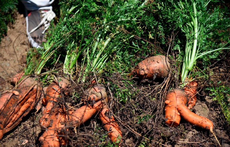 Ofrecen zanahorias gratis a ONG para evitar se sigan dañando en las fincas