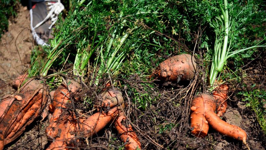 Ofrecen zanahorias gratis a ONG para evitar se sigan dañando en las fincas