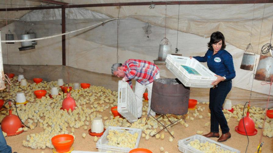 Entregan 18 mil pollitos a productores avícolas afectados por el brote de Newcastle