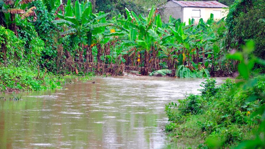 Miles de tareas de plátanos y guineos destruidas en el Cibao por remanentes de Isaías Miles de tareas de plátanos y guineos destruidas en el Cibao por remanentes de Isaías