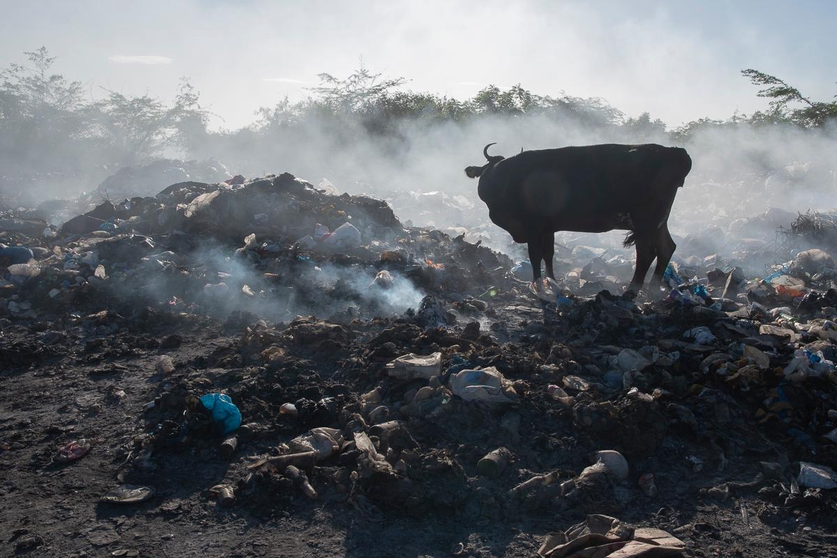 En el lugar los animales “se alimentan” de residuos sólidos.