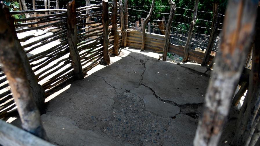 Peste porcina africana arriesga industria que produce RD$15 mil millones al año