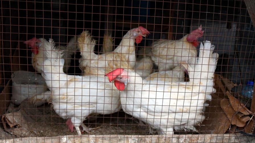 Ministro de Agricultura: “El pueblo comerá pollo sin contratiempos” Ministro de Agricultura: “El pueblo comerá pollo sin contratiempos”