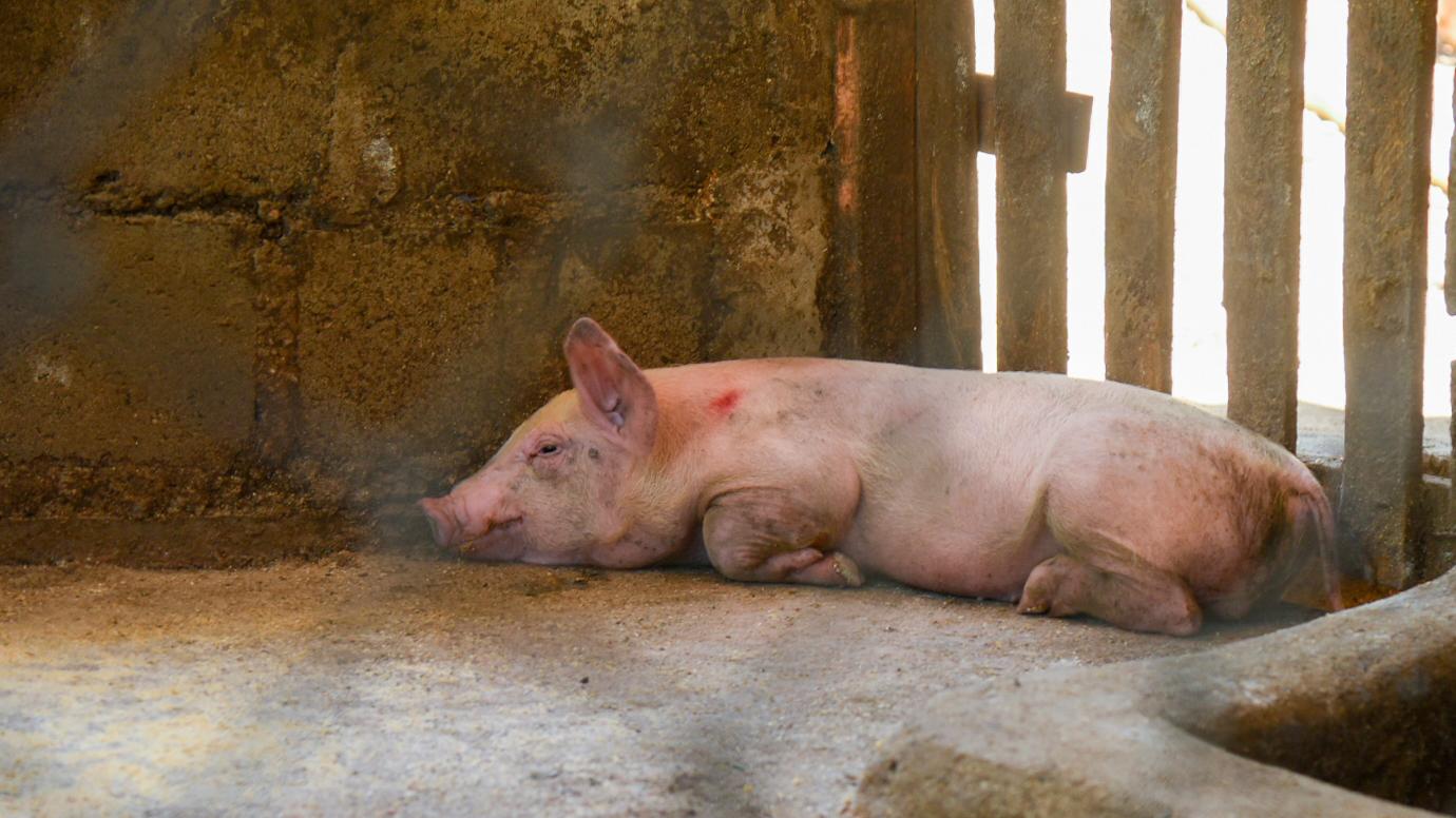 Un cerdo recostado en el piso.
