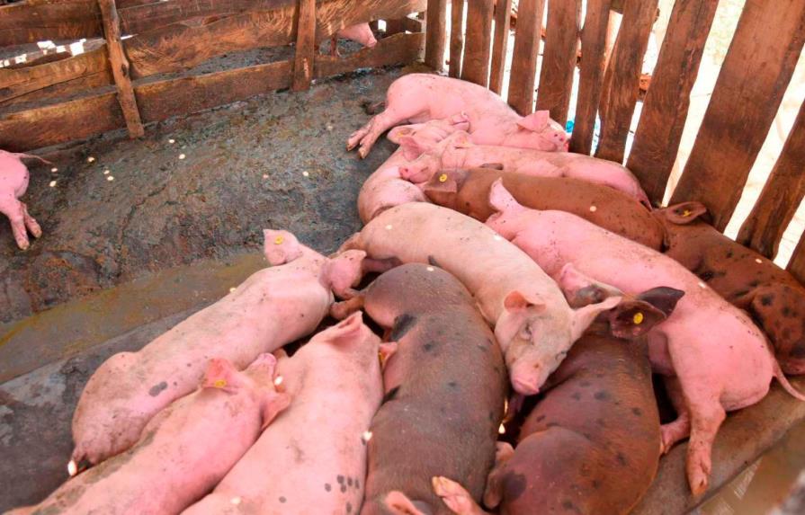 Provincias con peste porcina africana se mantienen en 15, dos están bajo sospecha