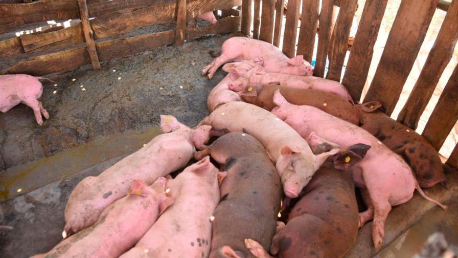 Cuba emite alerta sanitaria por brote de peste porcina africana en RD Cuba emite alerta sanitaria por brote de peste porcina africana en RD