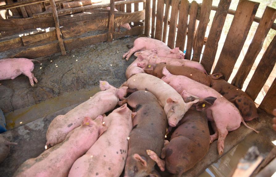 Criadores de cerdos piden la ayuda del Gobierno tras mortandad en sus granjas