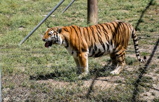 Tristeza en el zoológico por muerte de Silver, un tigre de bengala dominicano