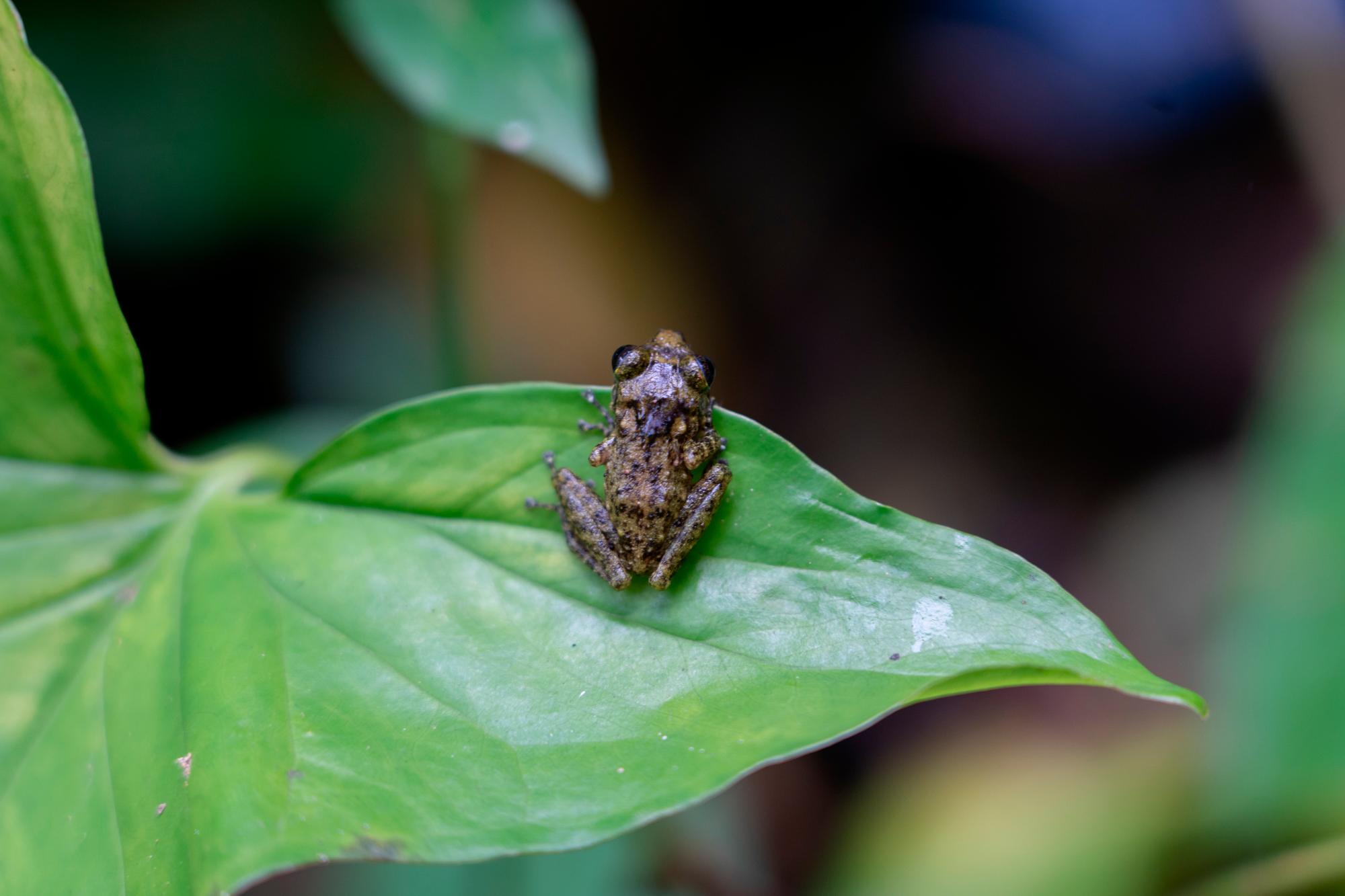Son reubicadas en zonas seguras dentro de la mina.