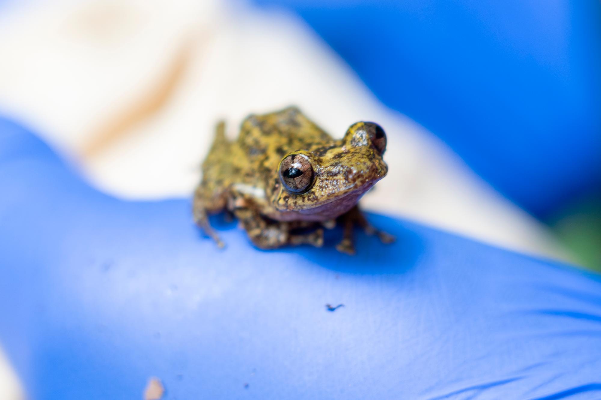 Se lleva un conteo detallado de cada individuo por especie.