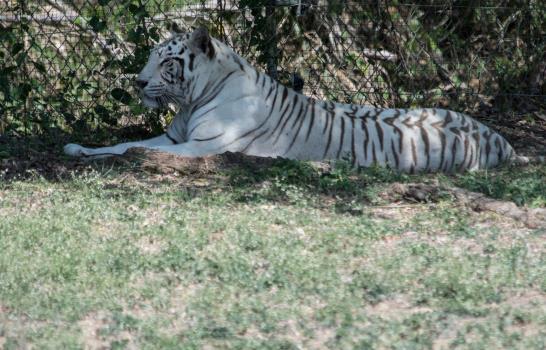Tristeza en el zoológico por muerte de Silver, un tigre de bengala dominicano
