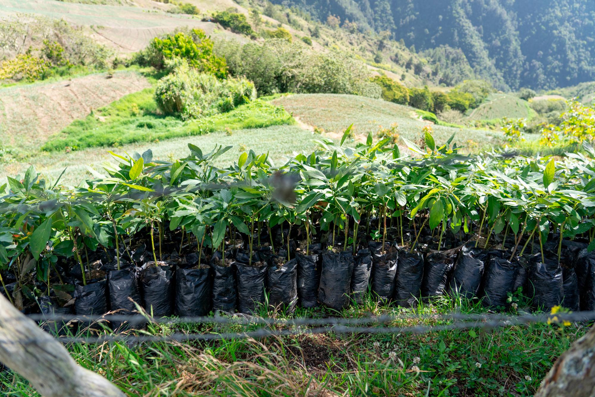Decenas de plantas de aguacate listas para sembrar en el paraje de La Nuéz el domingo 23 de mayo de 2021.